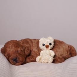 Chiffon (Pink Collar) - Red  female Poodle puppy in Las Vegas, Nevada from Plush Toy Poodle Puppies & Pals