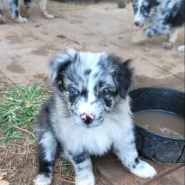 River - Blue merle male Australian Shepherd puppy in Lubbock, Texas from Barn Raised Aussies