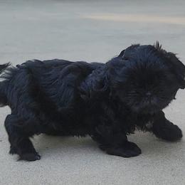 Shih Tzu Puppies from AKC Shih Tzu Champion Line Puppies