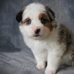 Faith - Blue merle female Miniature Australian Shepherd puppy in Menomonee Falls, Wisconsin from Hunt N Oaks