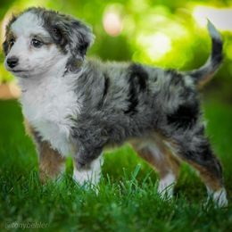 Aussiedoodle, Miniature Australian Shepherd, and Poodle Puppies from Woodwind Miniatures