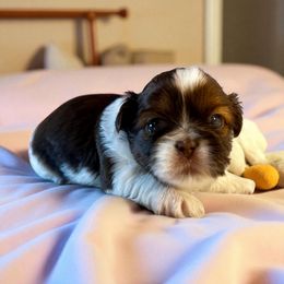 AKC-Adrian - Red and white female Shih Tzu puppy in Mooresville, North Carolina from Juji Shih Tzu