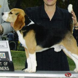 Beagle All Grown Up from HA-Penny Beagles