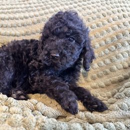 Eve - Black female Poodle puppy in Chipley, Florida from Nokoluma