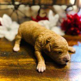 Happy - Red  female Goldendoodle puppy in Bradenton, Florida from Christianna’s Mini Goldendoodles