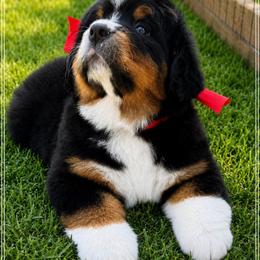 Nellie - Black tan and white female Bernese Mountain Dog puppy in Purcell, Oklahoma from Swiss Berner Bears