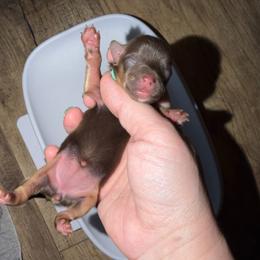 Twixie - Chocolate and tan female Yorkshire Terrier puppy in London, Kentucky from Soto Yorkies