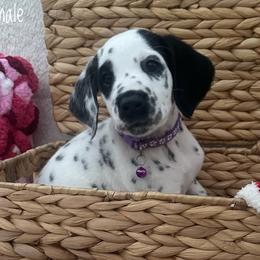 Dalmatians from Dream Dalmatians