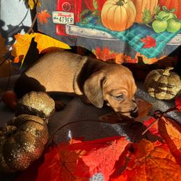 Lilly - Cream female Dachshund puppy in Great Falls, Montana from Dawn's designerDachshunds