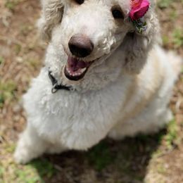 Poodle All Grown Up from Mes Chien Blanc Puppies, LLC