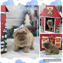 Annelle - Lilac female Shih Tzu puppy in Beatrice, Nebraska from I Shih Tzu Not Puppies
