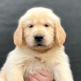Boy 3 - Golden Retriever puppy from Bear State Goldens