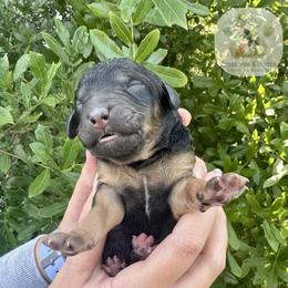 Phantom female - Phantom female Poodle puppy in Jacksonville, Florida from Creek Side Kennels