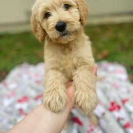 Bernedoodle, Cavalier King Charles Spaniel, and Goldendoodle Puppies from Dandelion Doodles