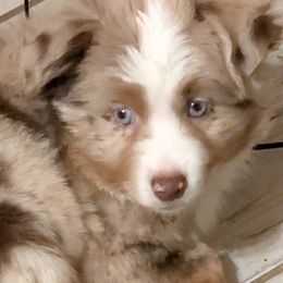 Alice - Red merle female Miniature Australian Shepherd puppy in Shepherd, Texas from GAMALA Farm & Kennels