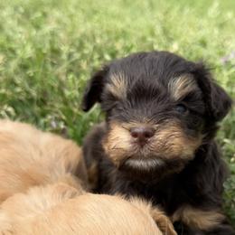 Lil Tigar QTee - Liver male Miniature Schnauzer puppy in Groesbeck, Texas from Ranch 4M