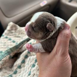 Male 1 - Chocolate tri-color male American Bully puppy in Orlinda, Tennessee from SimplyBullies