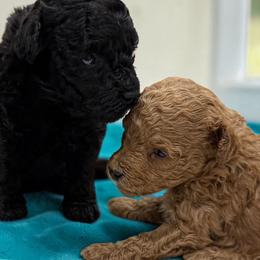 Poodle Puppies from KC Poodles of PA