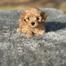 Jackson - Apricot male Cavapoo puppy in Cuero, Texas from Firestorm Kennel