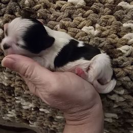 Lulu - Black and white female Shih Tzu puppy in Avery, Texas from Christye Bolen