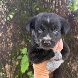 Boy 5 - Black & white male Australian Shepherd puppy in Lakeland, Florida from Infinite Aussies