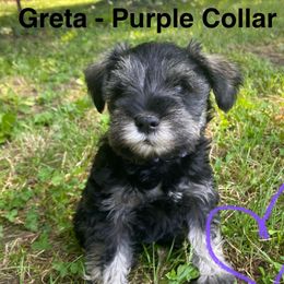 Greta - Miniature Schnauzer puppy from Four Seasons Schnauzers