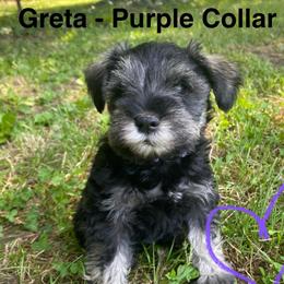 Greta - Miniature Schnauzer puppy from Four Seasons Schnauzers