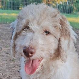 Eloise - Brown merle female Aussiedoodle puppy in Grand Saline, Texas from Aussies Acre