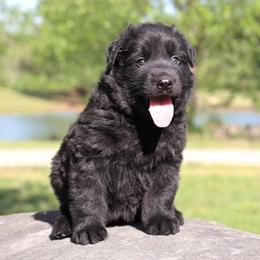 First pick boy - Black male German Shepherd puppy in Elkmont, Alabama from Oakmont Shepherds