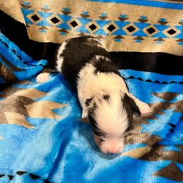 Fay - Blue merle female Toy Australian Shepherd puppy in Miami, Oklahoma from HighEnd Aussies