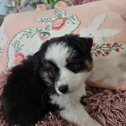 Miniature Australian Shepherd Puppies from Jay Baker