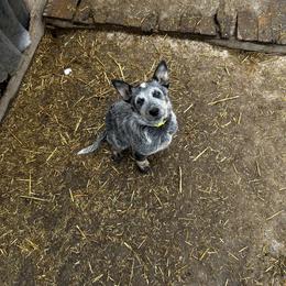 Australian Cattle Dog Puppies from Christensen Heelers