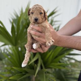 Pink - Apricot female Goldendoodle puppy in Cape Coral, Florida from Magnolia Doodles co.