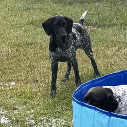 Angel - German Shorthaired Pointer
