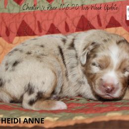 Miniature Australian Shepherd and Toy Australian Shepherd Puppies from TK Mini & Toy Aussies