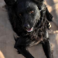 Theia - Black female Mudi puppy in Benson, Arizona from Twisted Acres Border Collies and Mudi