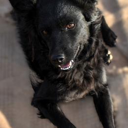 Theia - Black female Mudi puppy in Benson, Arizona from Twisted Acres Border Collies and Mudi