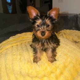 Minky - Black and tan female Yorkshire Terrier puppy in Southfield, Michigan from Yorkies for Life