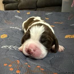 Boy M-W - Liver and white male English Springer Spaniel puppy in Findlay, Ohio from Flag City Springers