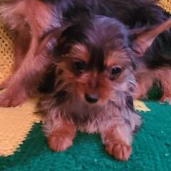 Yorkshire Terriers from Kimsfurbabies