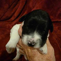 Charity - Parti female Labradoodle puppy in Churchill County Fallon, Nevada from Card Family Ranch