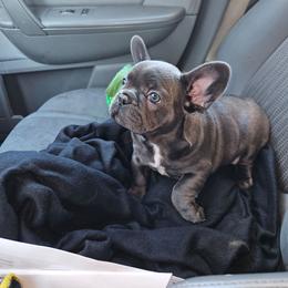 Girl 4 - Blue female French Bulldog puppy in Lansing, Michigan from Black Thunder 517 Cane Corso and Dachshunds and frenchies