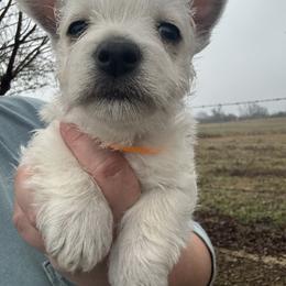 Orange boy - White male West Highland White Terrier puppy in Cullman, Alabama from Twin Lake Westies