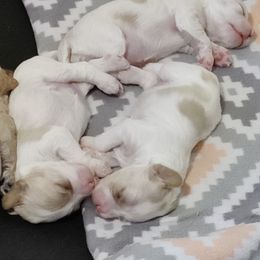 Cockapoo Puppies from Daysi's Puppies