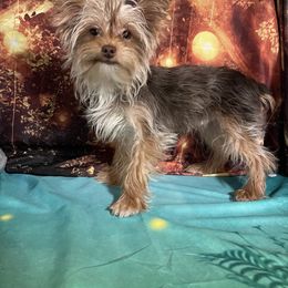 Mouse - Yorkshire Terrier