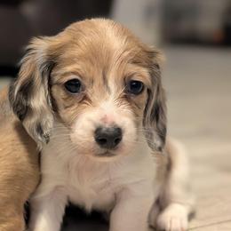 Bella - Dapple female Dachshund puppy in Waddell, Arizona from The Bearded Companions
