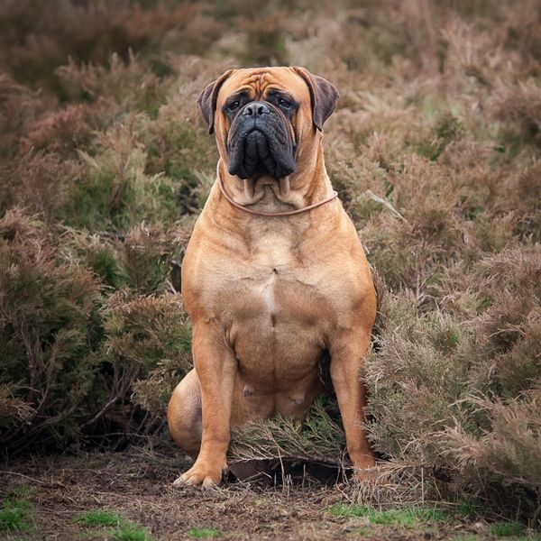 Bullmastiff