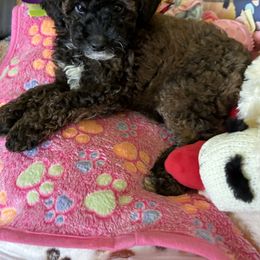 Cockapoo Puppies from Southern Belle Cockapoos