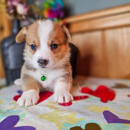 Louie - Red male Pembroke Welsh Corgi puppy in Fortine, Montana from North Star Pembroke Welsh Corgi's