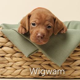 Wigwam (orange collar) - Golden rust female Vizsla puppy in Alvord, Texas from Tequila Kennels